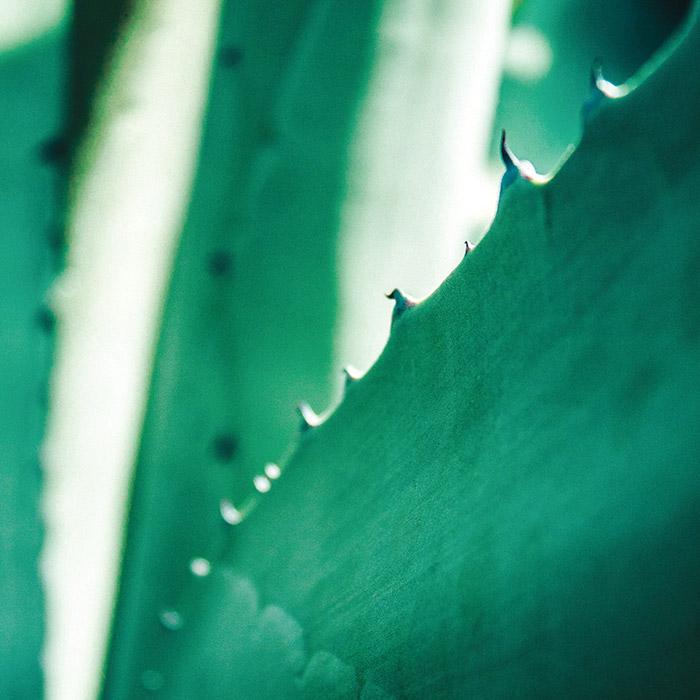 Aloe 99% Jeju Fresh Soothing Gel